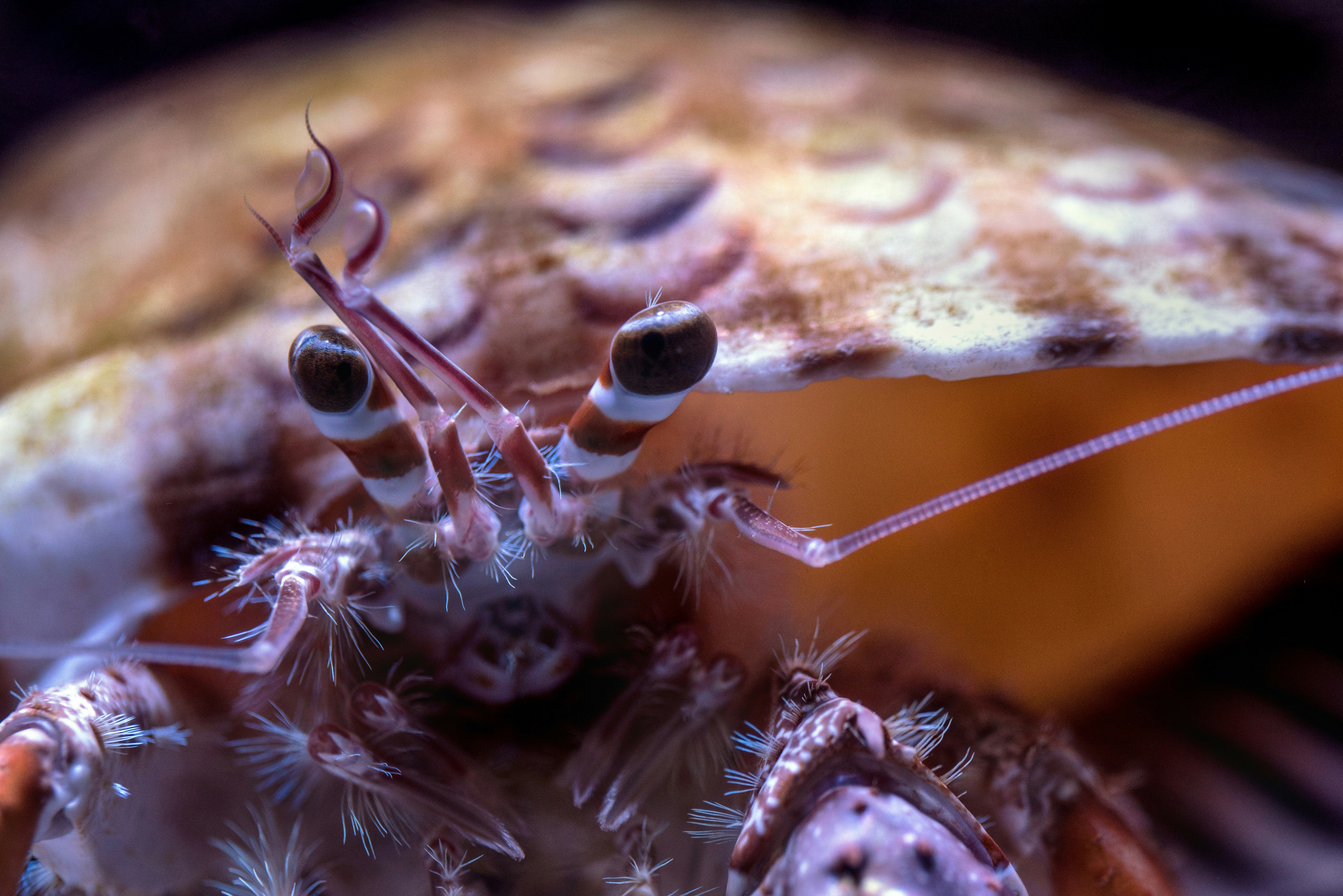 shallow focus photo of brown snail